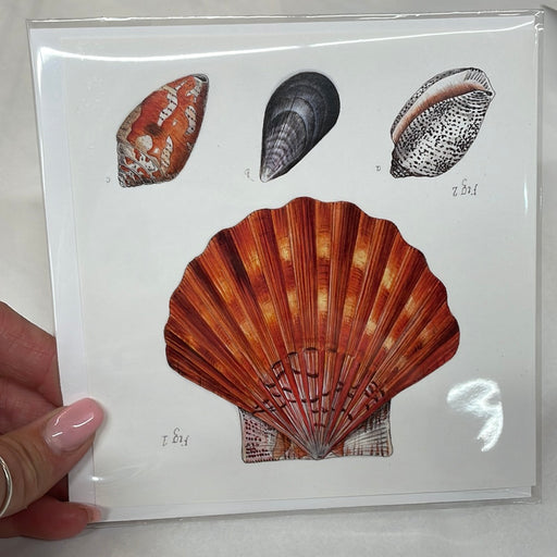Botanical Shells Greeting Cards