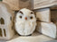 4" White Owl Ornament  4303454