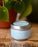 Foraged Soy Candle 4oz