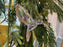 9675 Faceted Hummingbird ornament