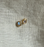 Joy Studs | Moonstone & Gold.