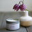 Fogust Soy Candle 4oz