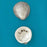 Love Small Spirit Shell