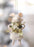 Star Bright Stella Mouse Holiday Ornament 5-1963