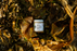 KELP SEA SALT FLAKES (75G JAR)