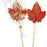 Maple Leaf Lollipop