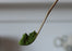 Bamboo Matcha Tea Scoop (Chashaku)