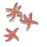 Orange Sea Star Sticker