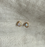 Joy Studs | Moonstone & Gold.