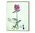 Little Bugs Card - Mantis and Ladybug