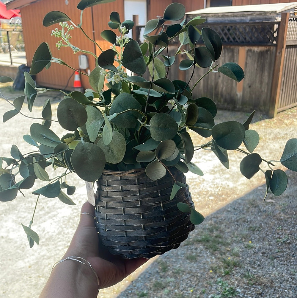 Eucalyptus 13.75”