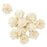 Dried Shell Flower singles two kinds and sizes