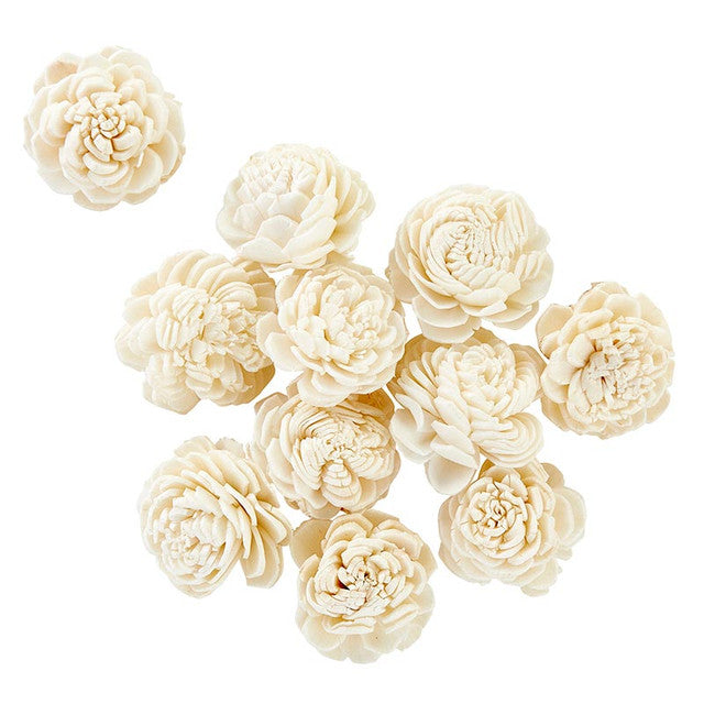 Dried Shell Flower singles two kinds and sizes