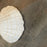English Scallop cup shell
