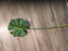 Large faux monstera leaf