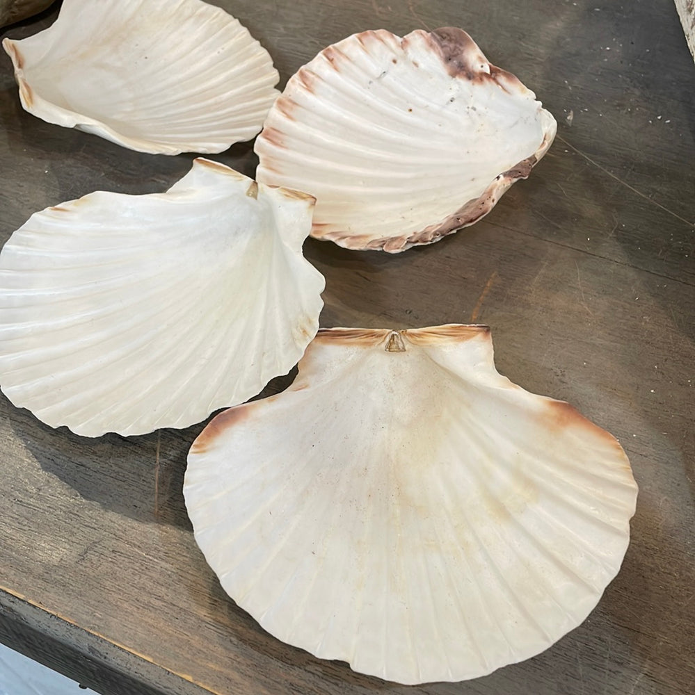 English Scallop cup shell