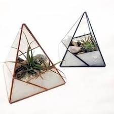 Rocky Mountain Terrarium